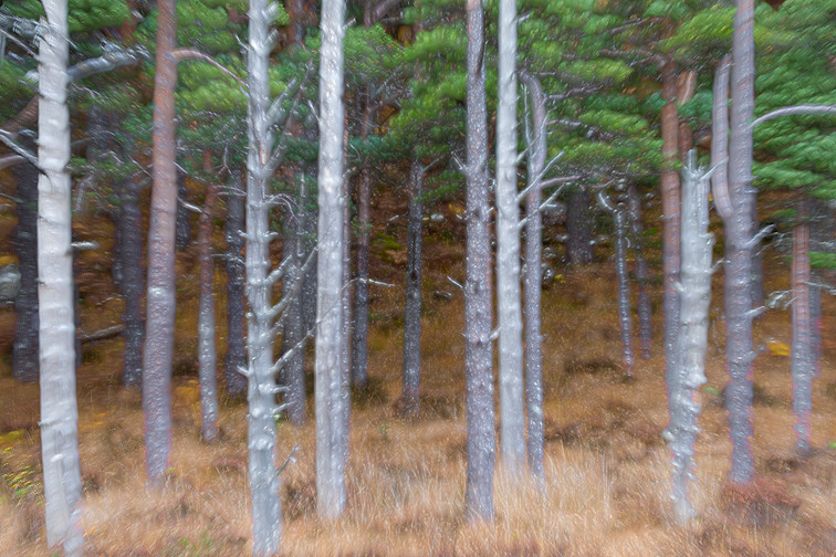 Stand of pine trees (image created using multiple exposure technique)